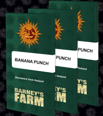 Banana Punch - Barney's Farm