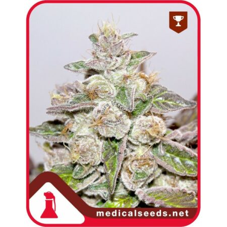 Mendocino Purple Kush - Medical seeds