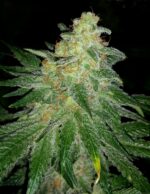 Pineapple Kush - Royal Queen Seeds