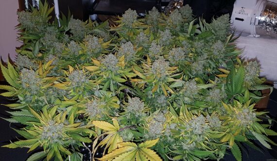 Franco's Lemon Cheese - Green House Seeds