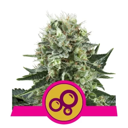 Bubble Kush - Royal Queen Seeds