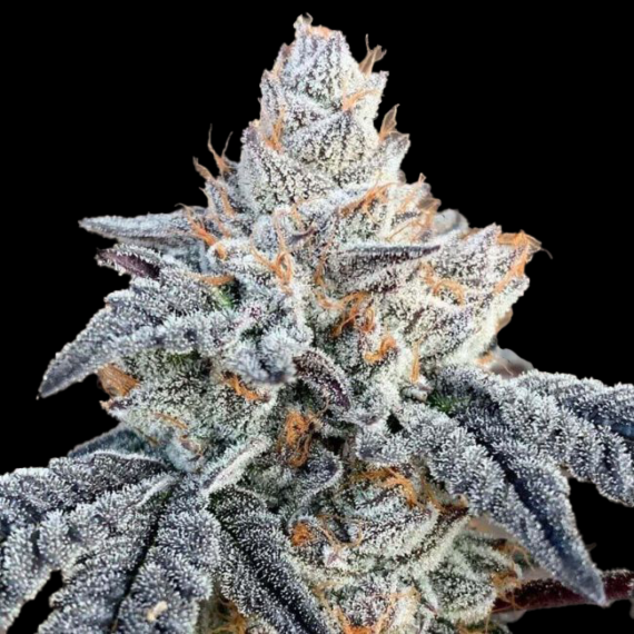 Sunset Sherbet - ZieuRouj Seeds