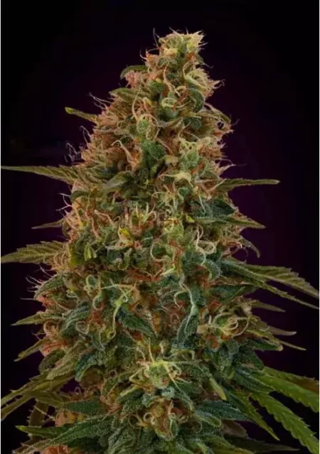 Zkittlez Auto - ZieuRouj Seeds