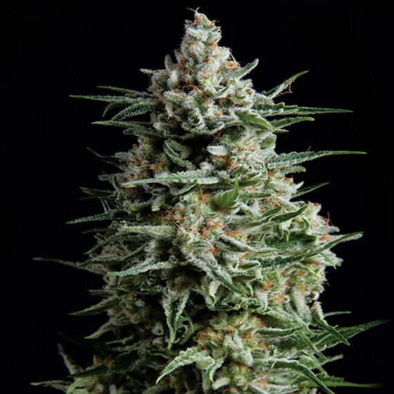 Bruce Banner - ZieuRouj Seeds