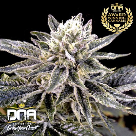 El Fuego - DNA Genetics