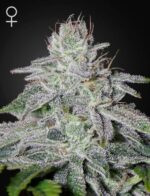 Franco's Lemon Cheese - Green House Seeds