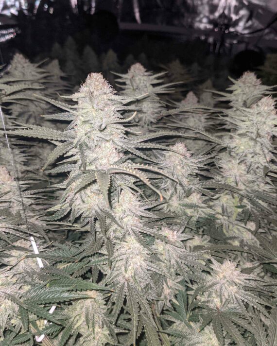 Franco's Lemon Cheese - Green House Seeds