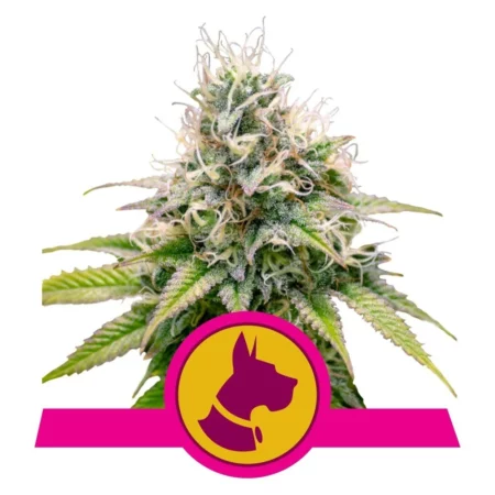 Kali Dog - Royal Queen Seeds