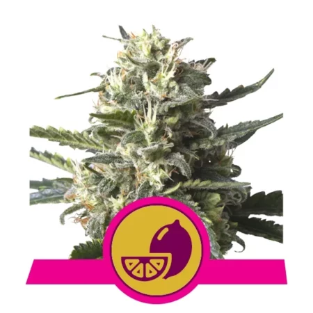 Lemond Shining Silver Haze - Royal Queen Seeds