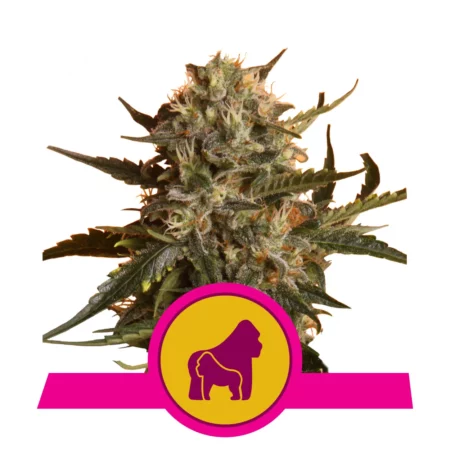 Mother Gorilla - Royal Queen Seeds