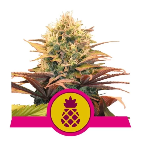 Pineapple Kush - Royal Queen Seeds