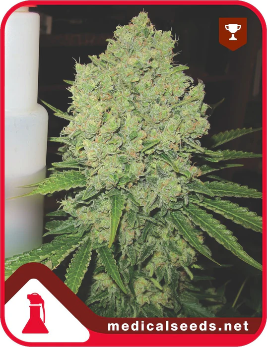 Prozack - Medical seeds