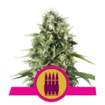 Royal AK - Royal Queen Seeds