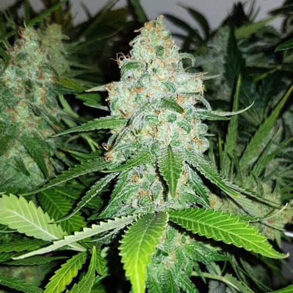 Royal AK - Royal Queen Seeds