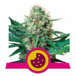 Royal Cookies - Royal Queen Seeds