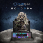 B-45 Booba - Silent Seeds