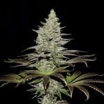 Somango XL - Royal Queen Seeds