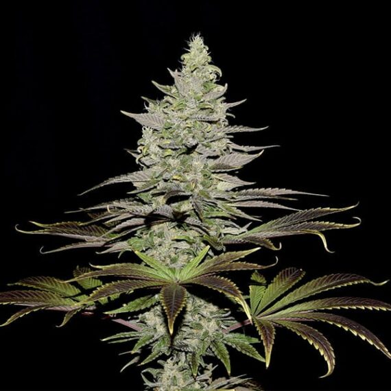 Somango XL - Royal Queen Seeds