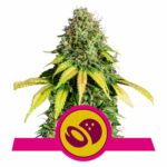 Somango XL - Royal Queen Seeds