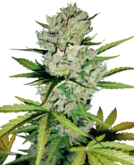 Super Skunk Auto - Sensi Seeds