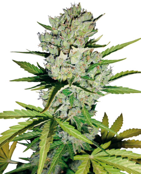 Super Skunk Auto - Sensi Seeds