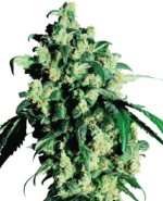 Super Skunk - Sensi Seeds