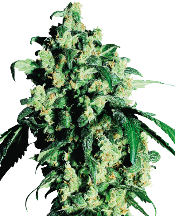 Super Skunk - Sensi Seeds