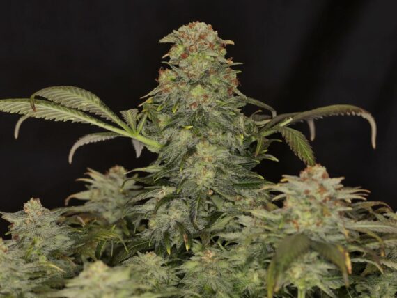 White Domina - Kannabia Seed