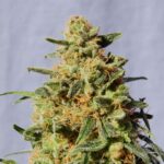 White Domina - Kannabia Seed