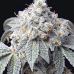 White Widow - ZieuRouj Seeds