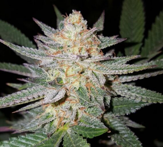 Girl Scout Cookies - ZieuRouj Seeds