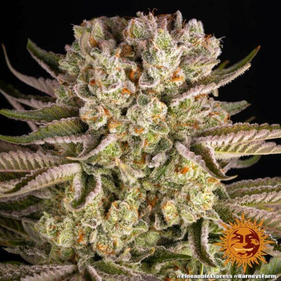 Pineapple Express - Barney's Farm