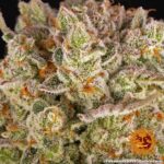 Pineapple Express - Barney's Farm