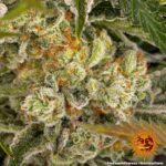 Pineapple Express - Barney's Farm