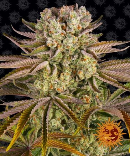 Pineapple Express - Barney's Farm