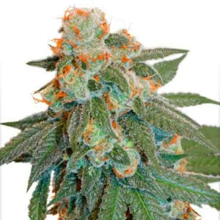 Orange Bud - ZieuRouj Seeds